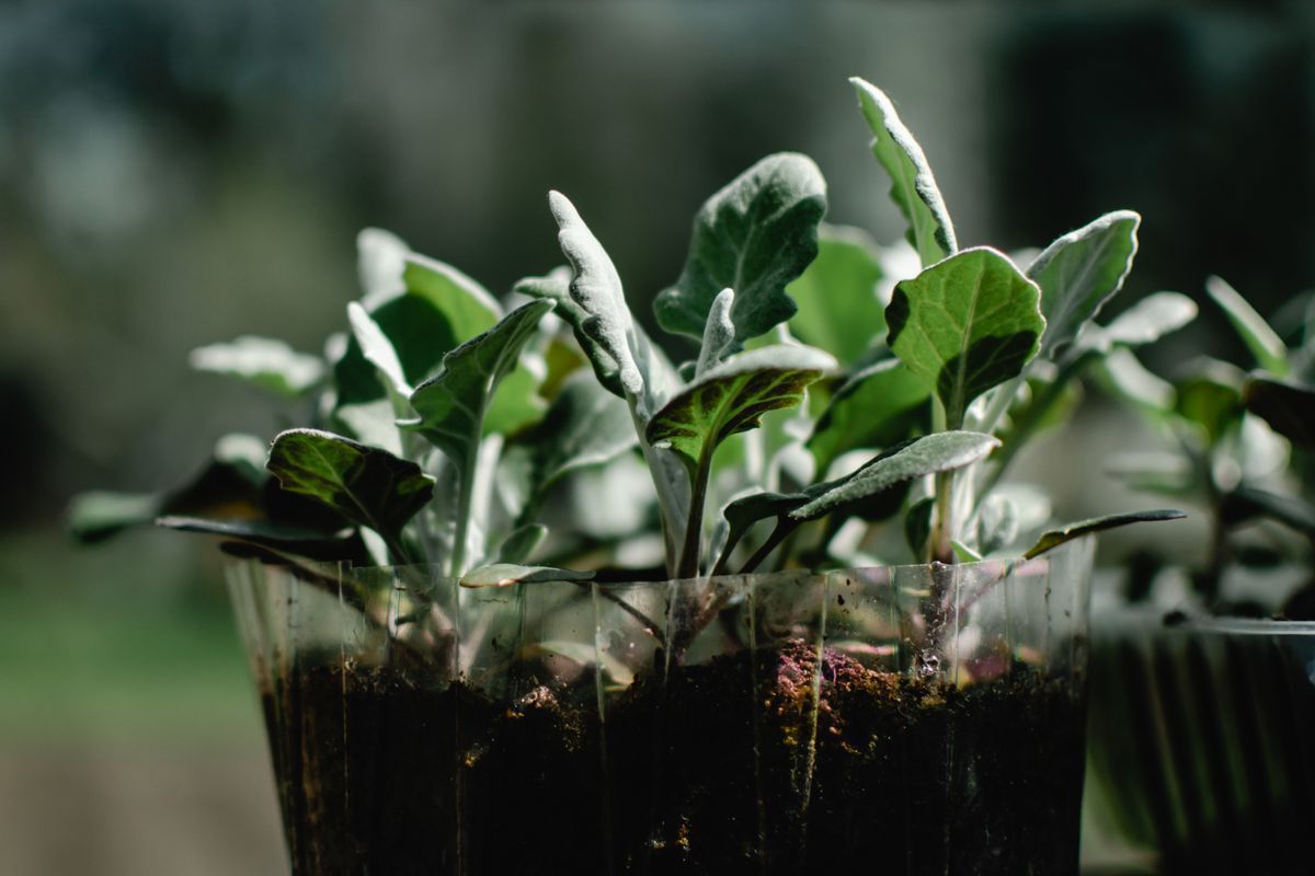 Дешевое удобрение для крепкой и здоровой рассады: секрет пышного урожая