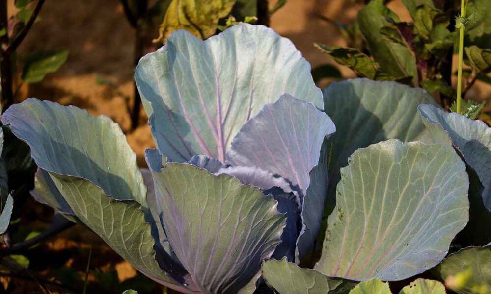 Почему ваша капуста не завязывает кочаны: секреты опытных огородников