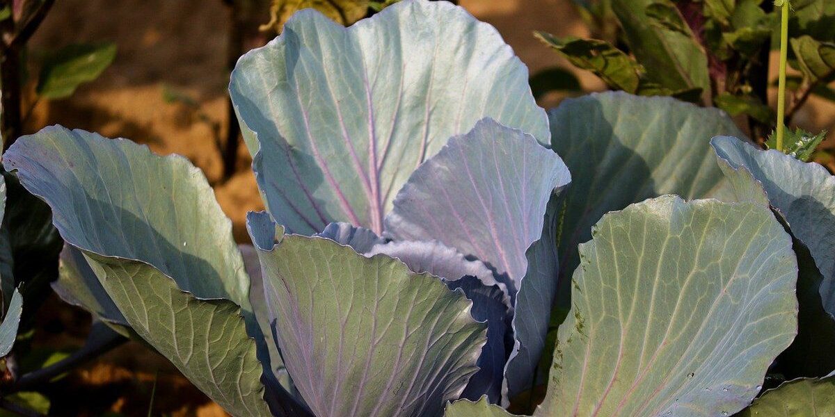 Почему ваша капуста не завязывает кочаны: секреты опытных огородников