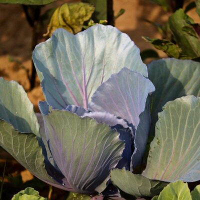 Почему ваша капуста не завязывает кочаны: секреты опытных огородников