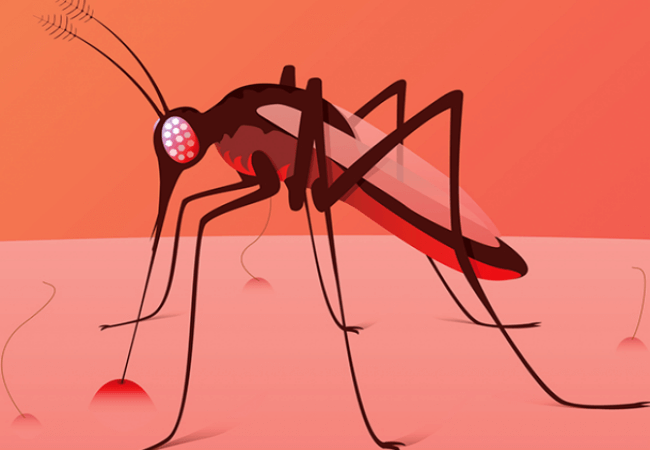 Почему комары выбирают вас: 5 причин, которые стоит знать каждой женщине