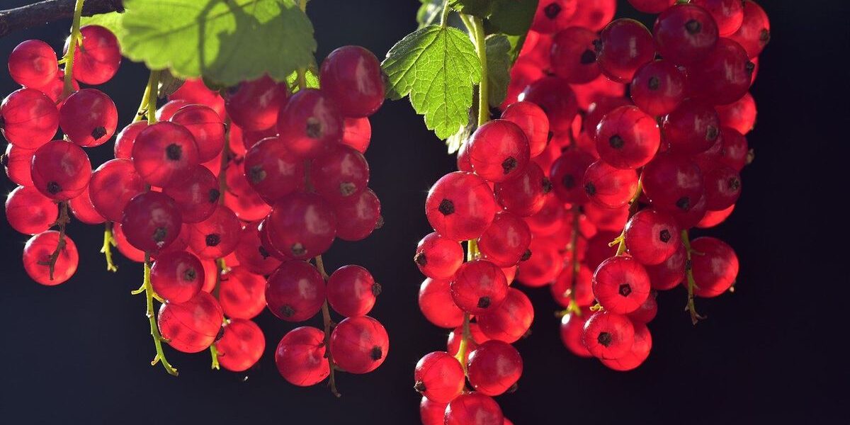 Летний уход за смородиной: секреты обильного урожая в июне