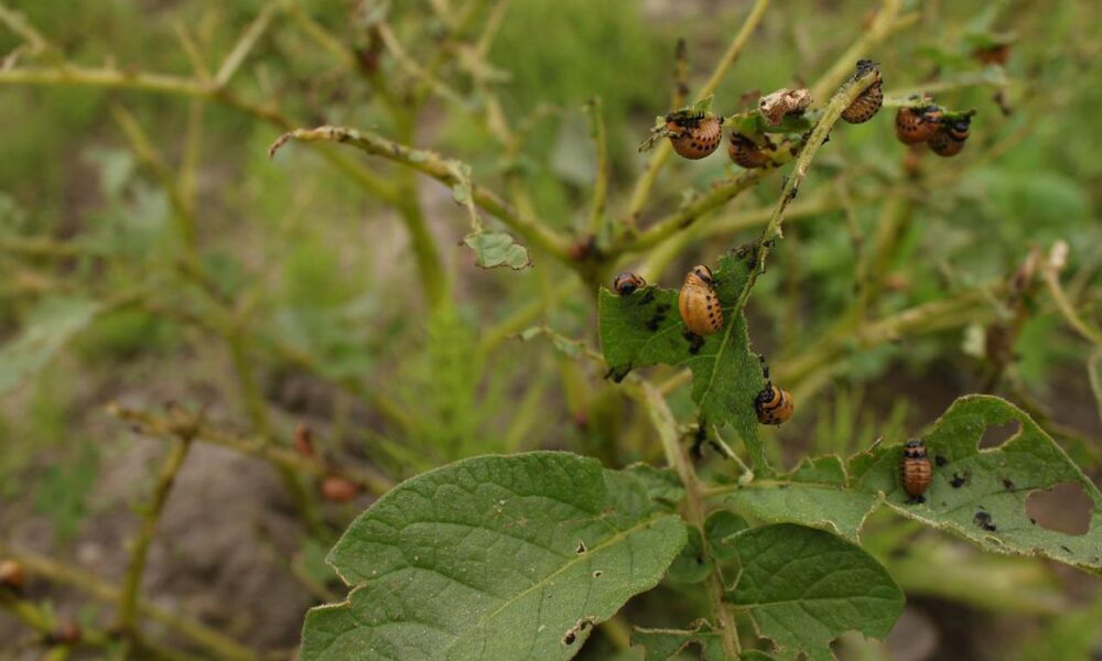 Борьба с колорадским жуком: натуральные и эффективные методы для вашего огорода