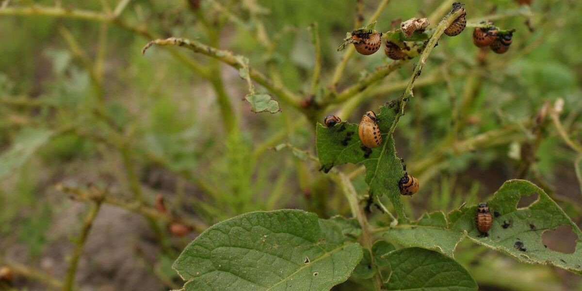Борьба с колорадским жуком: натуральные и эффективные методы для вашего огорода