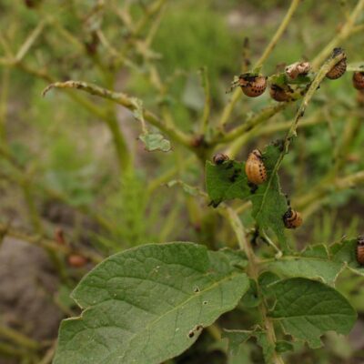 Борьба с колорадским жуком: натуральные и эффективные методы для вашего огорода