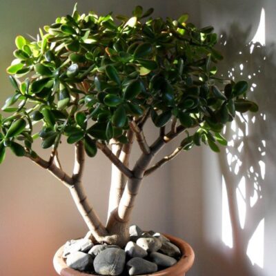 Почему ваше денежное дерево теряет листья и как это исправить