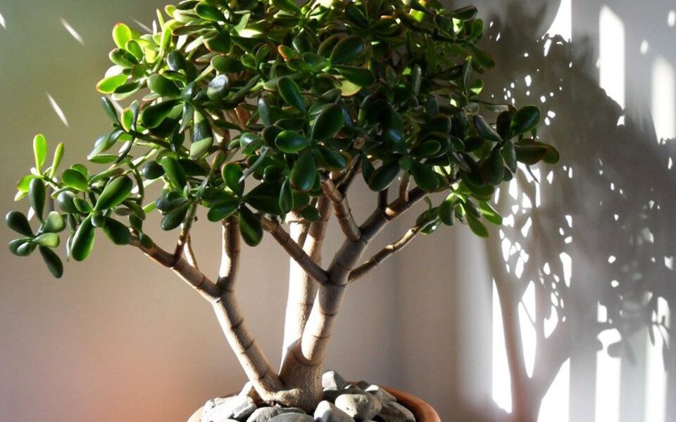 Почему ваше денежное дерево теряет листья и как это исправить