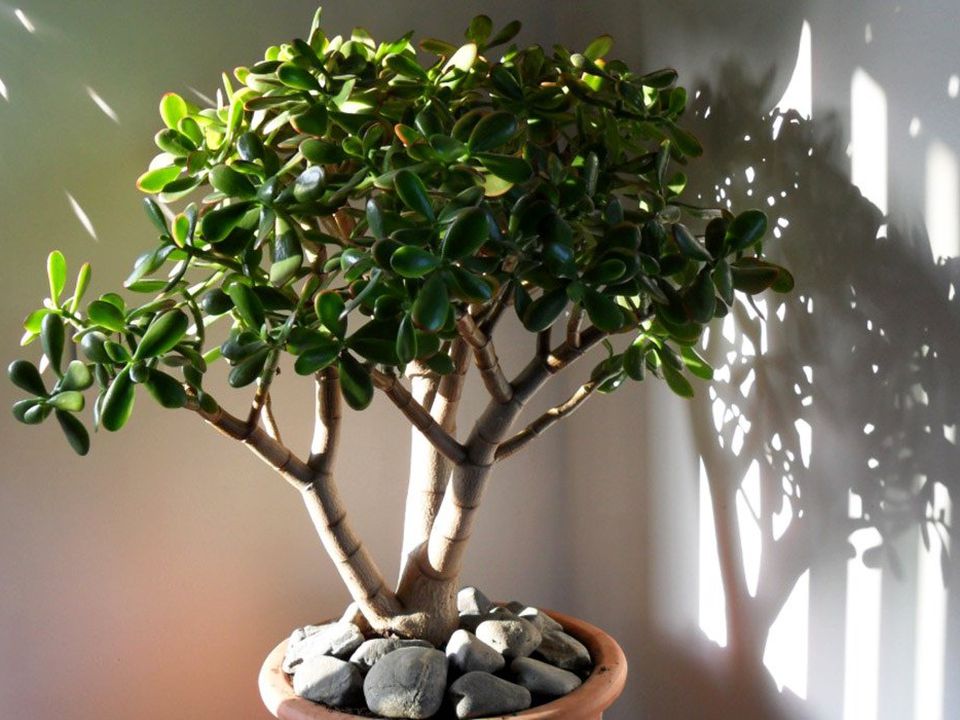 Почему ваше денежное дерево теряет листья и как это исправить