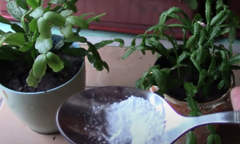 Секреты ухода за комнатными растениями: неожиданное применение аспирина