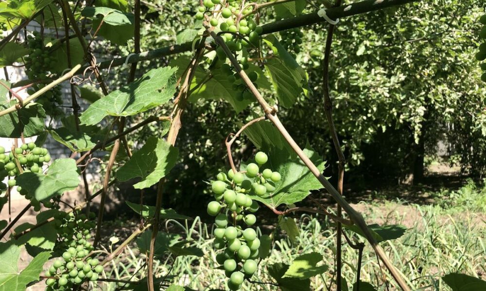 Ошибки новичков при обрезке винограда: как избежать промахов