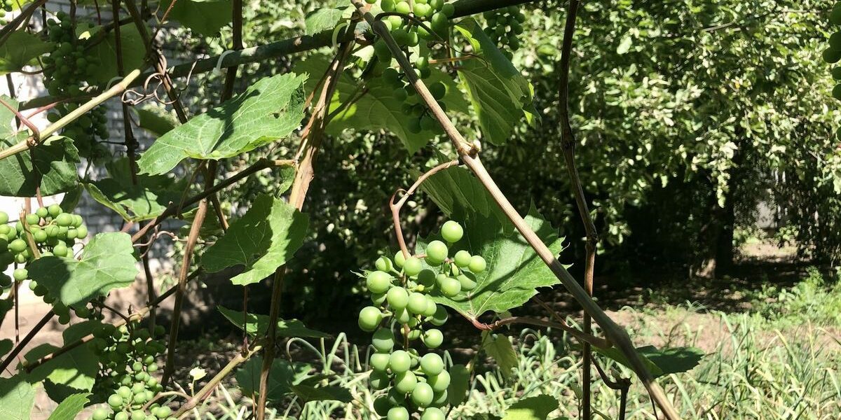 Ошибки новичков при обрезке винограда: как избежать промахов