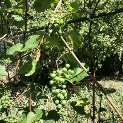 Ошибки новичков при обрезке винограда: как избежать промахов