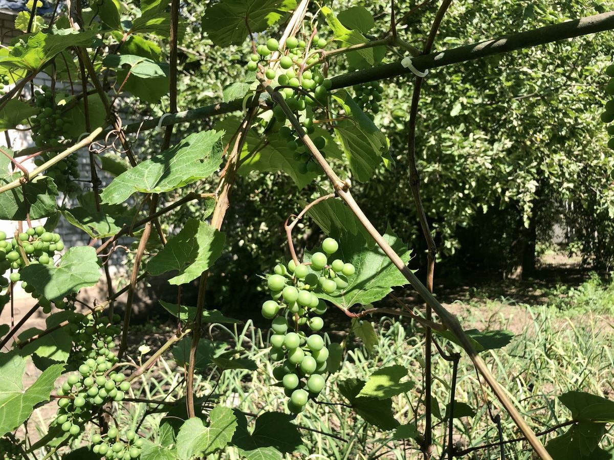 Ошибки новичков при обрезке винограда: как избежать промахов