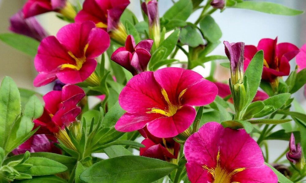 Выращиваем петунии из семян дома: подробное руководство для новичков