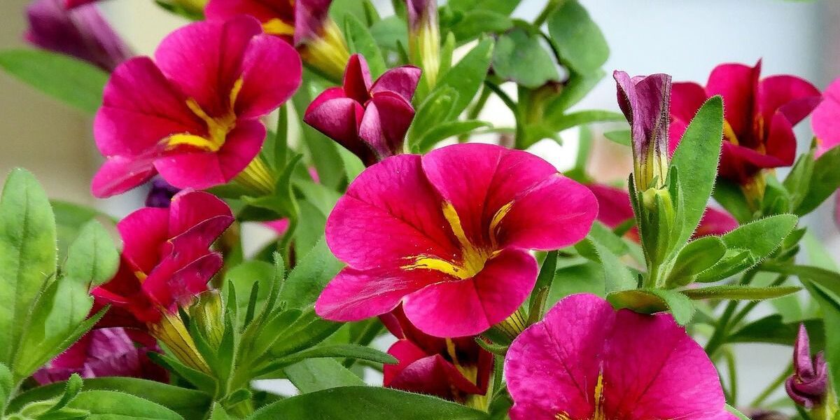 Выращиваем петунии из семян дома: подробное руководство для новичков