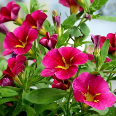 Выращиваем петунии из семян дома: подробное руководство для новичков