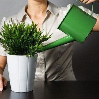 Секреты пышного цветения: как и чем подкармливать комнатные растения для красоты и здоровья