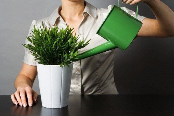 Секреты пышного цветения: как и чем подкармливать комнатные растения для красоты и здоровья