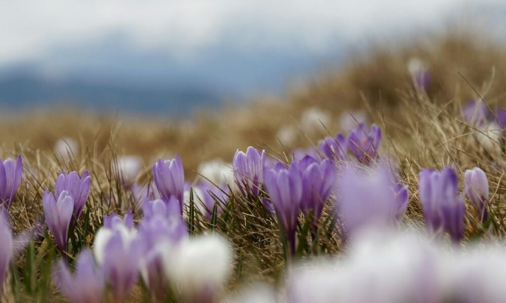 Народные приметы и советы для дома на 27 марта: что стоит и чего не стоит делать