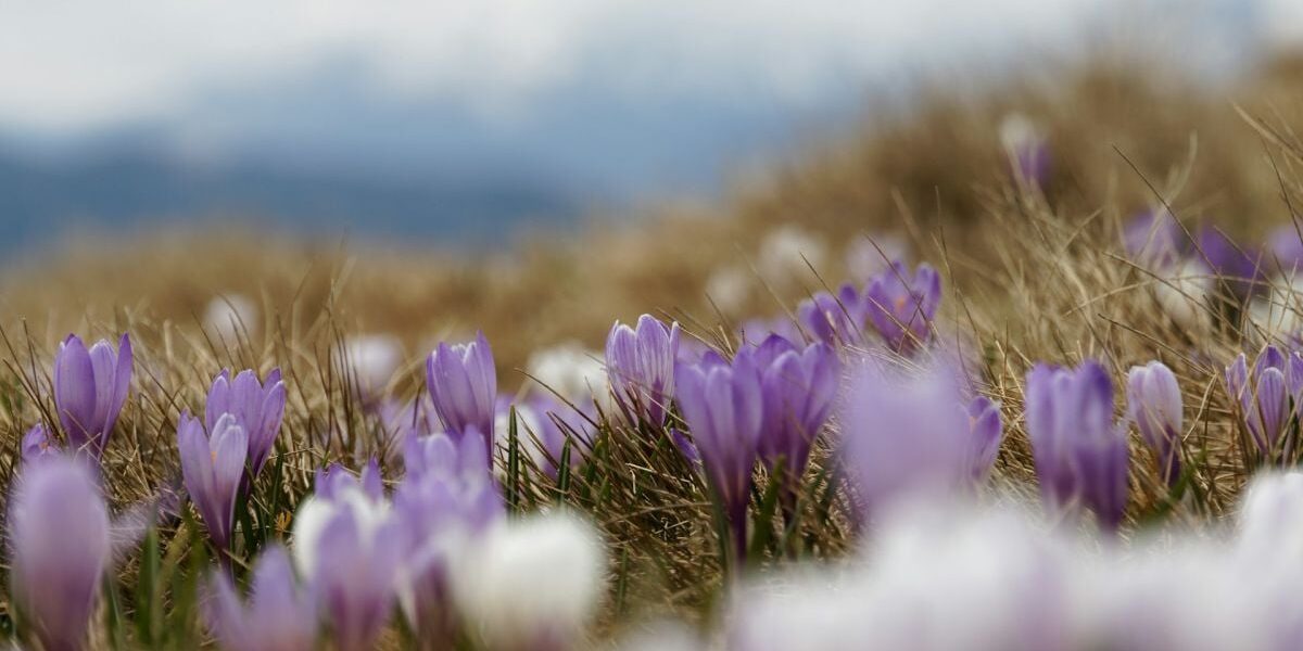 Народные приметы и советы для дома на 27 марта: что стоит и чего не стоит делать