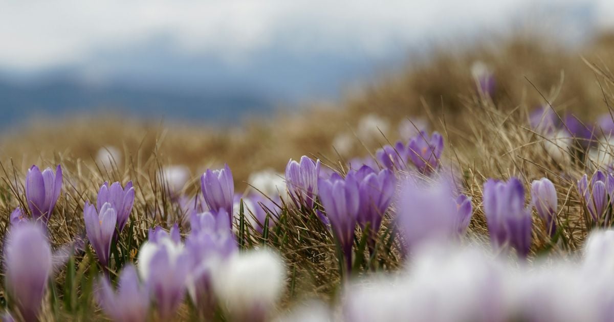 Народные приметы и советы для дома на 27 марта: что стоит и чего не стоит делать