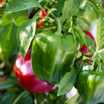 Как правильно подкормить перец в лунке для щедрого урожая