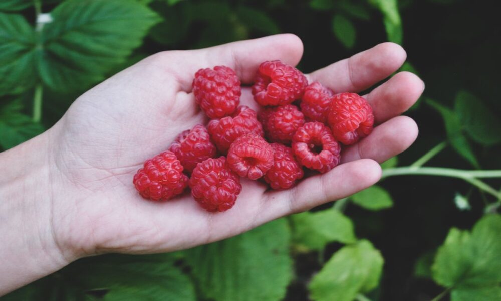 Почему ягоды малины кислые: 5 неожиданных причин и как это исправить