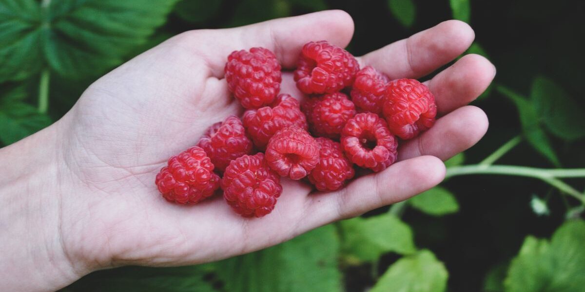Почему ягоды малины кислые: 5 неожиданных причин и как это исправить