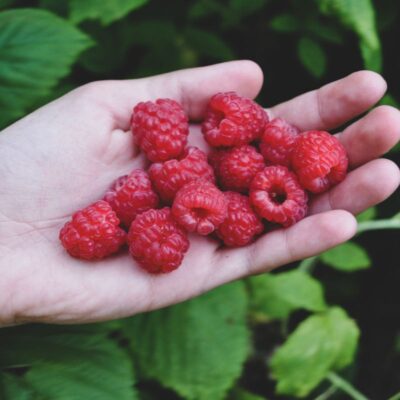 Почему ягоды малины кислые: 5 неожиданных причин и как это исправить