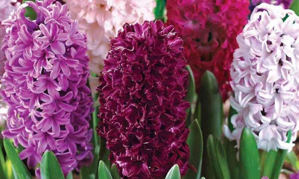 Как продлить жизнь гиацинтов после цветения: советы для дома