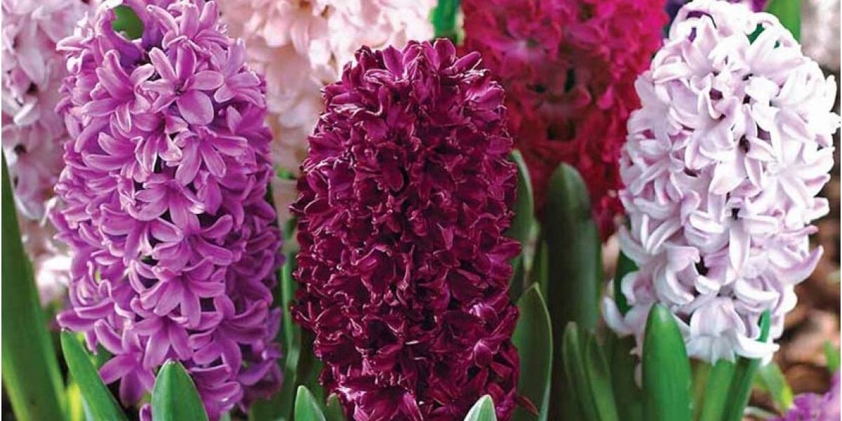 Как продлить жизнь гиацинтов после цветения: советы для дома