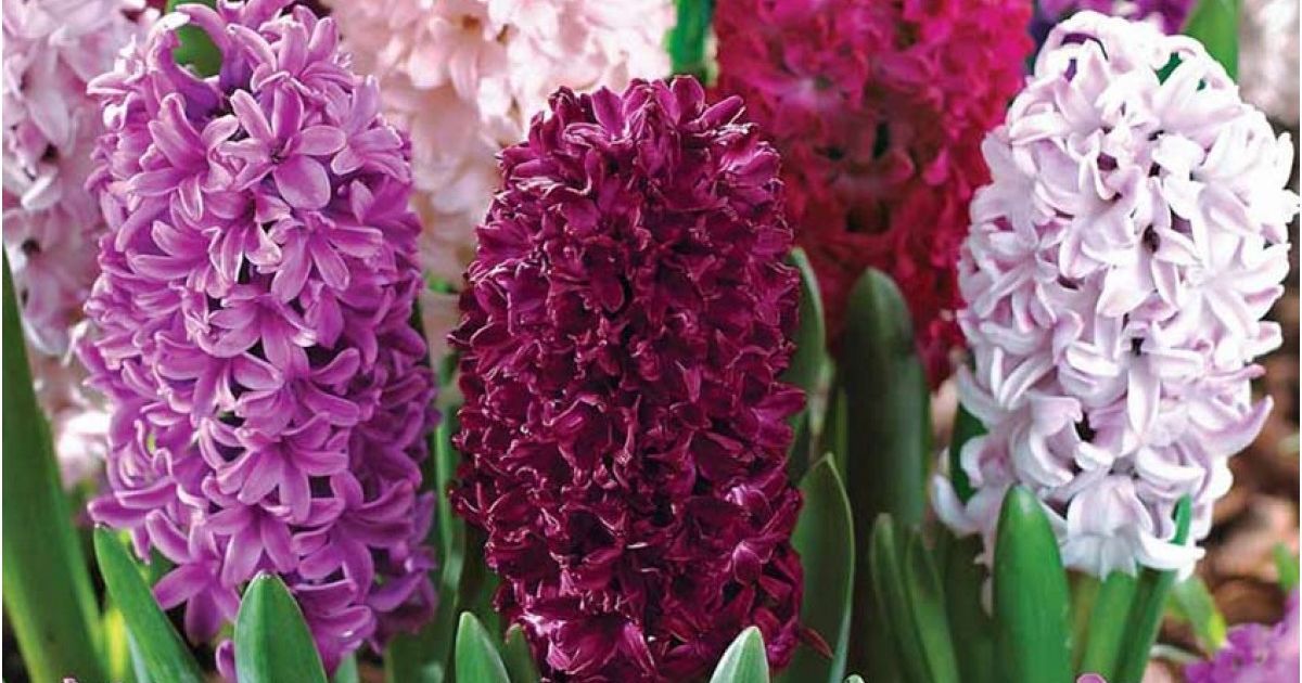 Как продлить жизнь гиацинтов после цветения: советы для дома