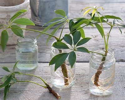 Секреты домашнего уюта: почему "чужие" растения приносят счастье