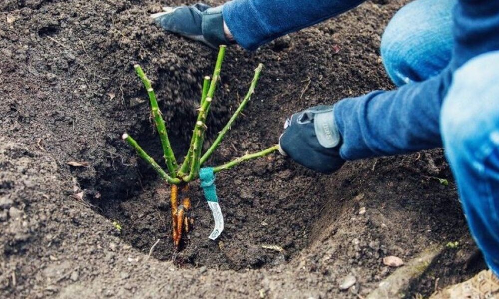 Осенняя посадка роз: секреты пышного цветения вашего сада