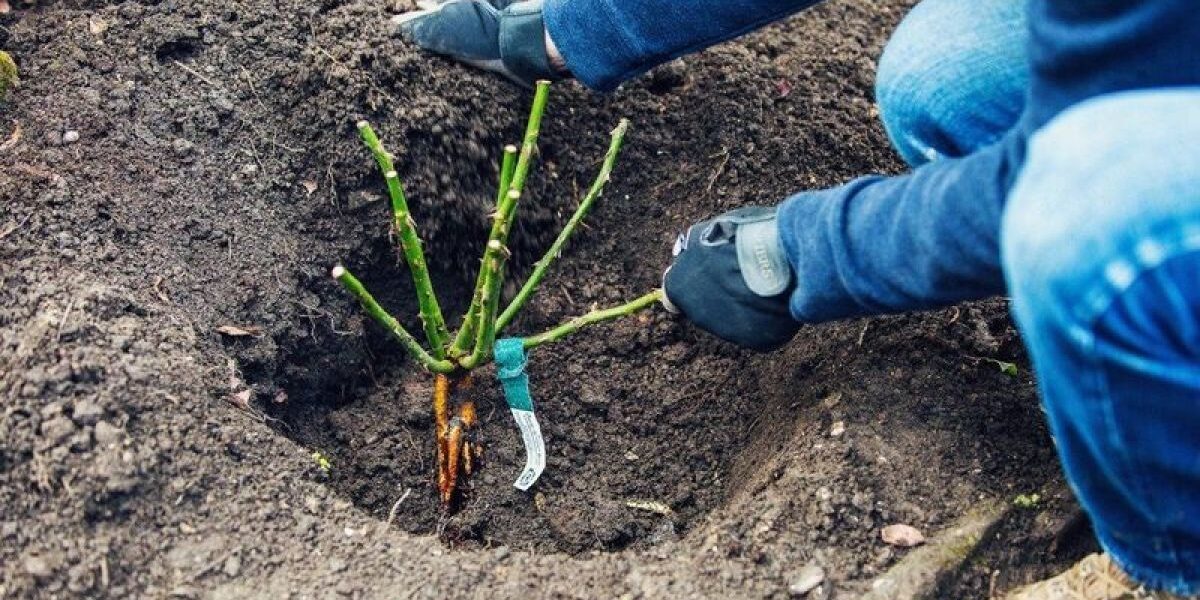 Осенняя посадка роз: секреты пышного цветения вашего сада