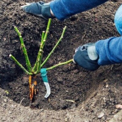 Осенняя посадка роз: секреты пышного цветения вашего сада