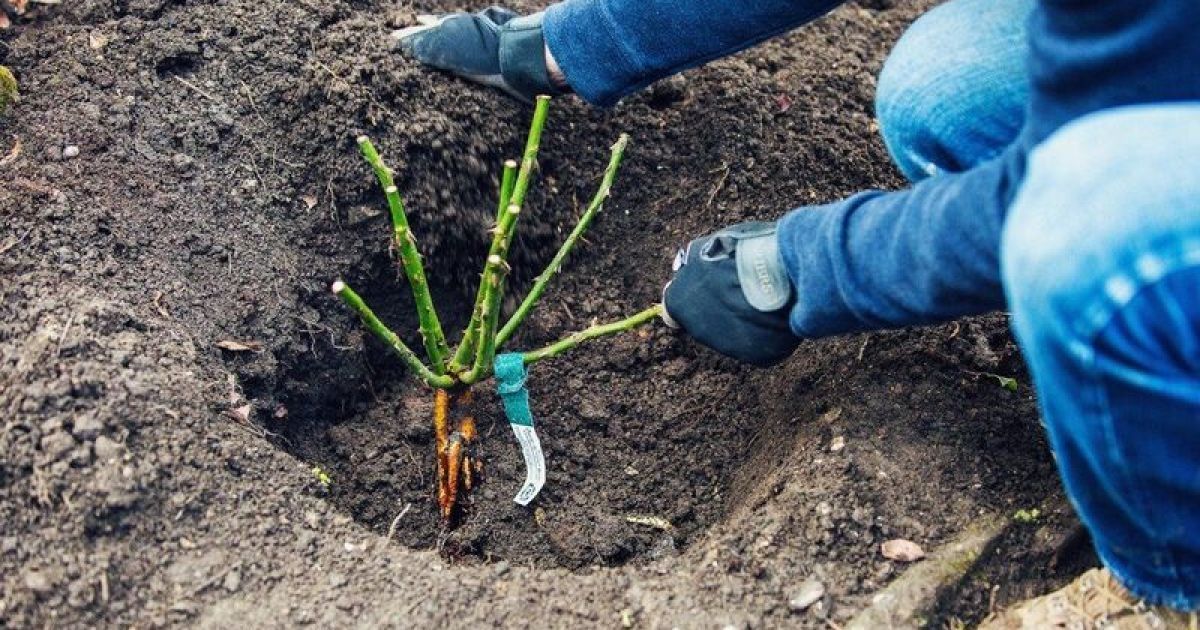 Осенняя посадка роз: секреты пышного цветения вашего сада