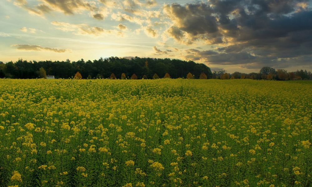 Удобрите почву после лука и чеснока: секрет быстрого роста будущих растений