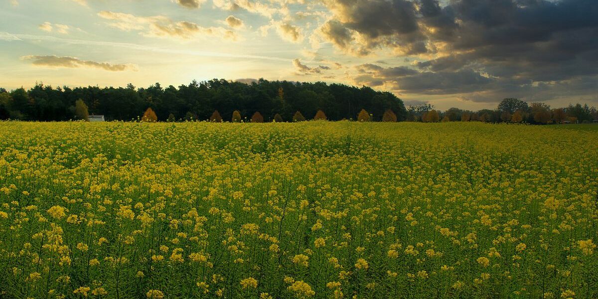 Удобрите почву после лука и чеснока: секрет быстрого роста будущих растений