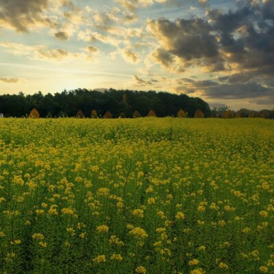 Удобрите почву после лука и чеснока: секрет быстрого роста будущих растений