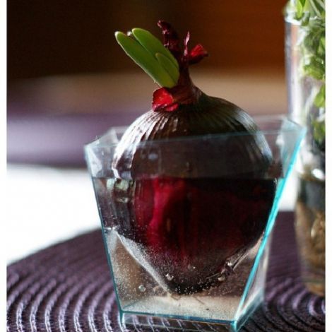 Домашние маски для роста волос: проверенные рецепты с луком и другими ингредиентами