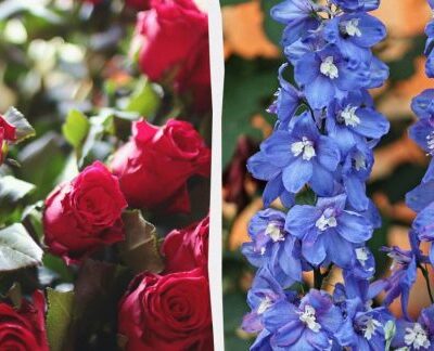 7 лучших соседей для розы: создаем идеальный сад