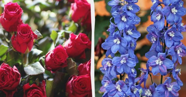 7 лучших соседей для розы: создаем идеальный сад