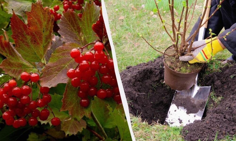 Лучшие деревья для посадки в ноябре: ваш сад будет плодоносить