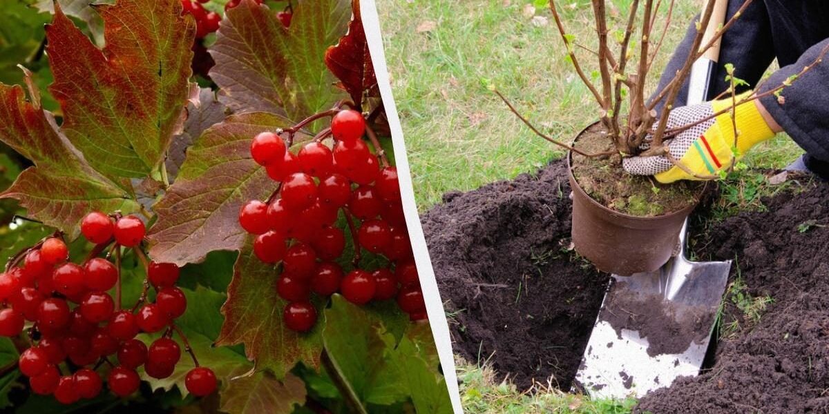 Лучшие деревья для посадки в ноябре: ваш сад будет плодоносить