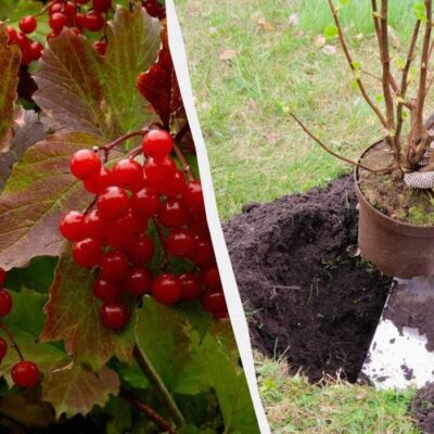 Лучшие деревья для посадки в ноябре: ваш сад будет плодоносить