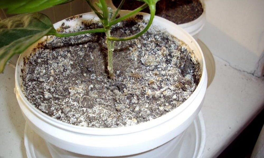 Почему на земле в цветочных горшках появляется плесень и как с этим бороться