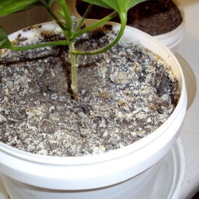 Почему на земле в цветочных горшках появляется плесень и как с этим бороться