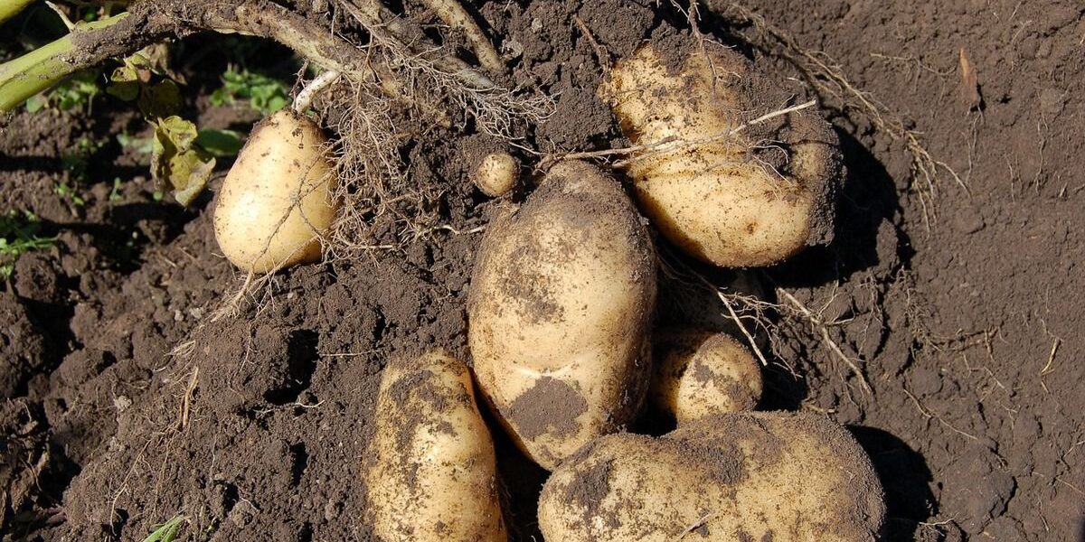 Почему картофель зеленеет: причины, профилактика и что делать