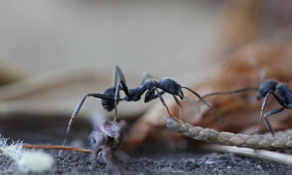 Как избавиться от муравьев на даче навсегда: проверенные методы для вашего участка